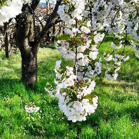 A Tintureira Sao Martinho de Antas