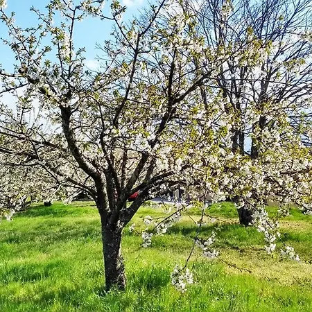 A Tintureira Tatil Evi São Martinho de Antas