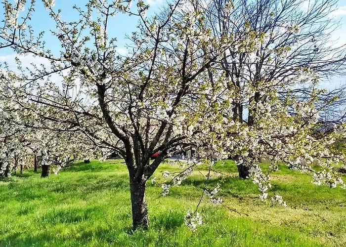 A Tintureira 別荘 São Martinho de Antas